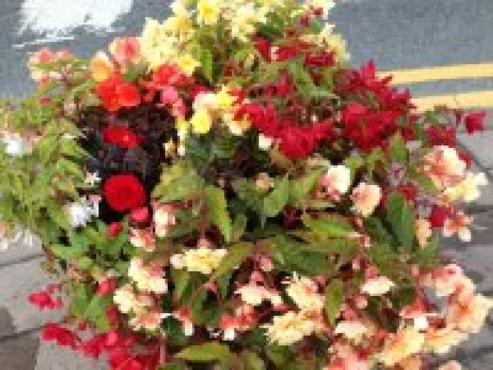 Audlem in Bloom planting