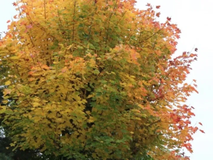 Autumn colours in Audlem