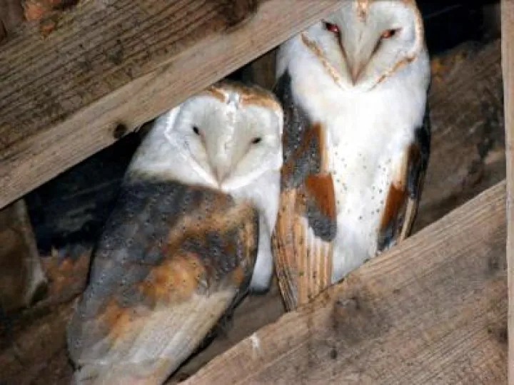 Barn Owls