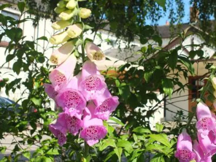 Audlem_in_Bloom_Phil_Baker (7)