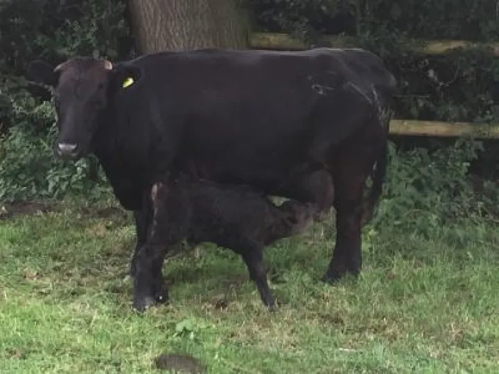Mikes new dexter calf