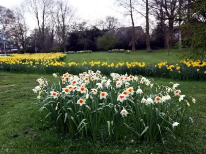 spring-flowers-2018-phil-baker-6