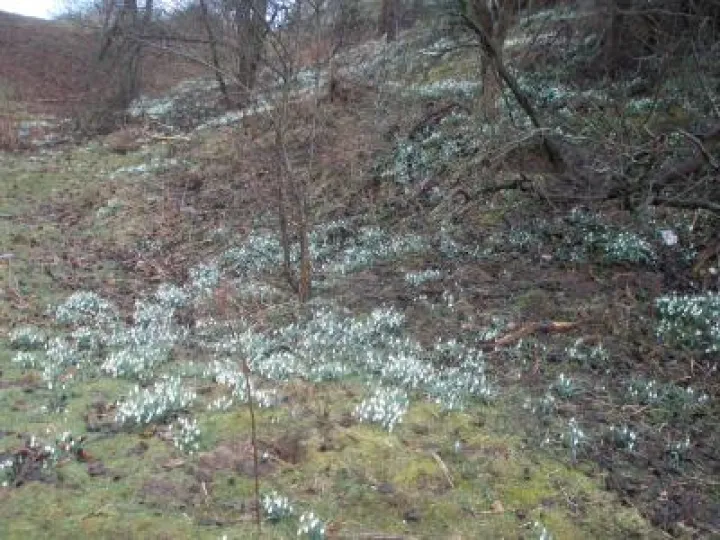Snowdrops behind Geoff Farr's House