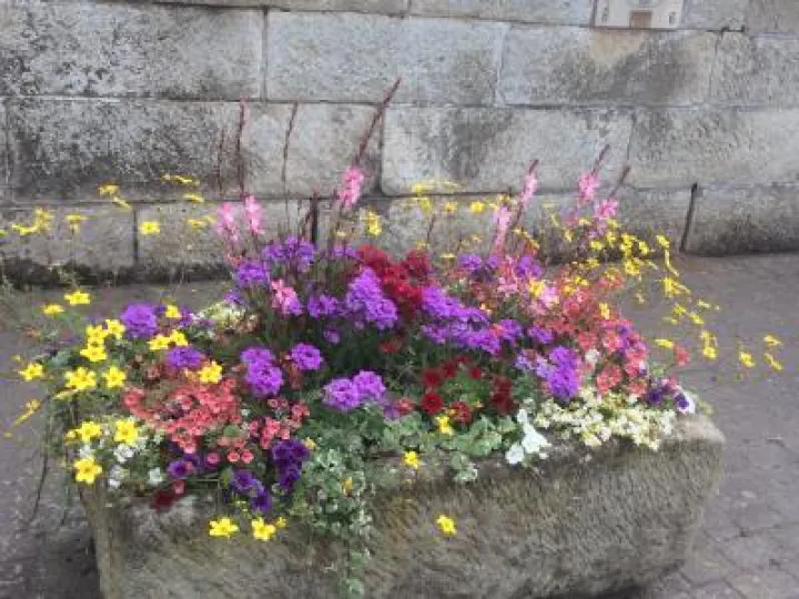 Bedding Flowers