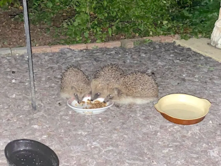 Hedgehogs