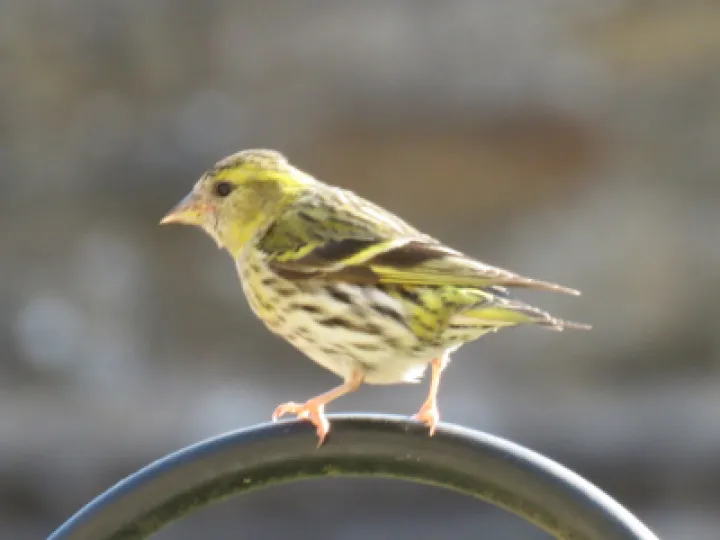 siskin_2