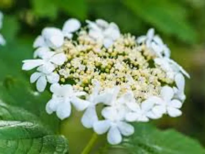 TCW Guelder Rose Flower