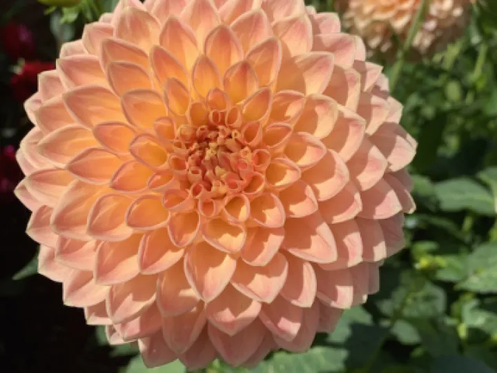 dahlia 1