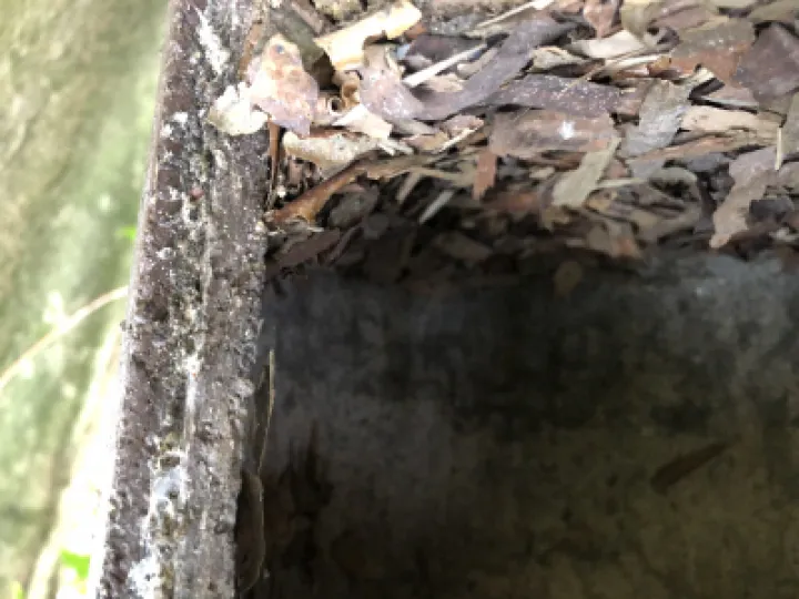 Photo 3   Nuthatch Nesting Material In Great Tit Box
