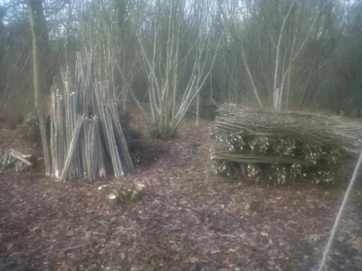 hazel-coppicing-M426695