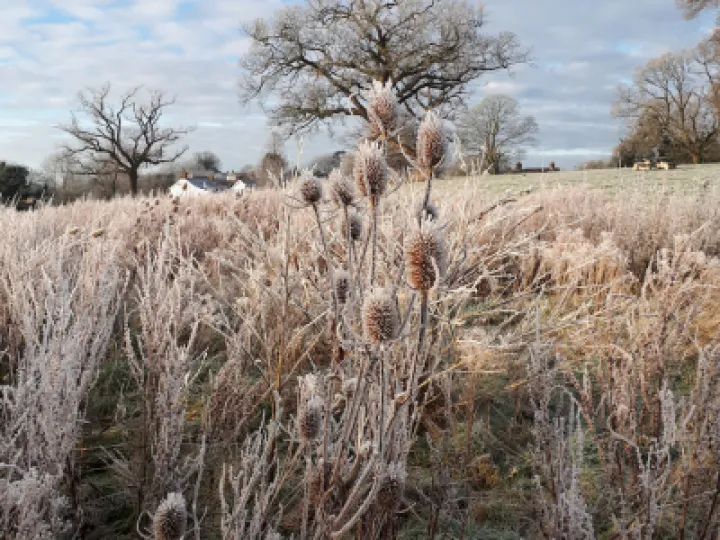 Frosty Turnpike Field