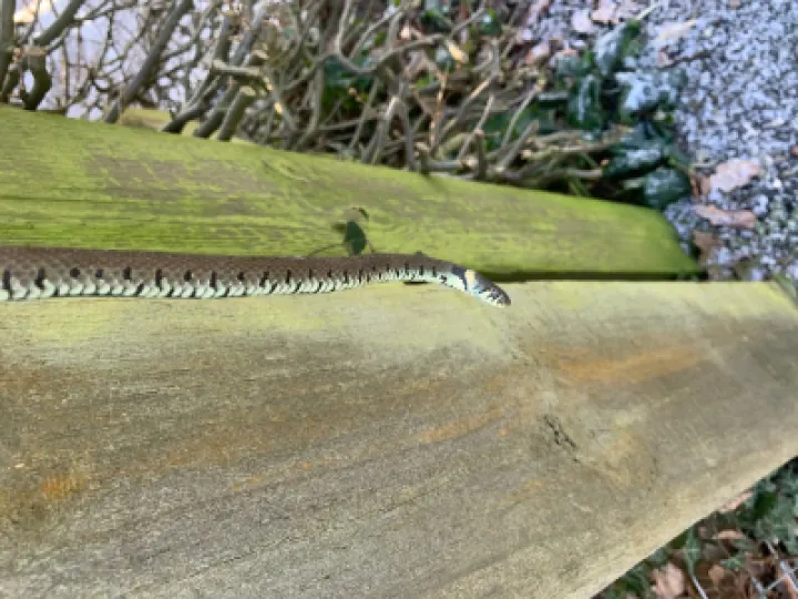 Grass snake 2 &ndash; Copy
