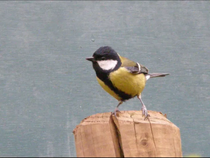 Great Tit