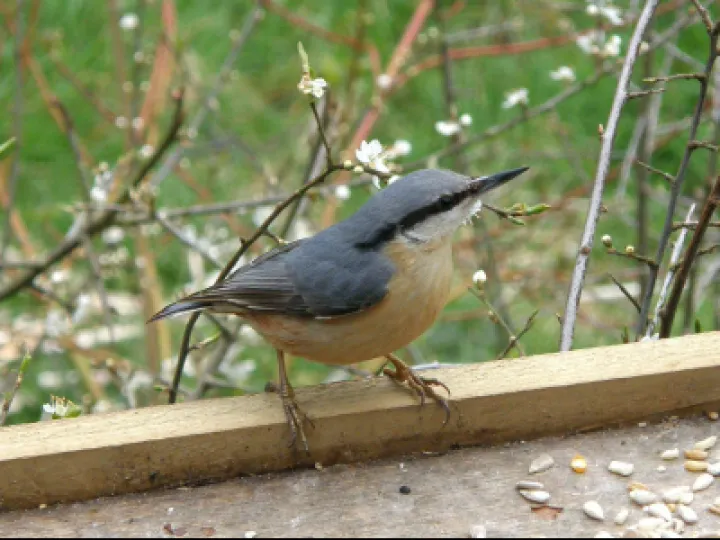 Nuthatch