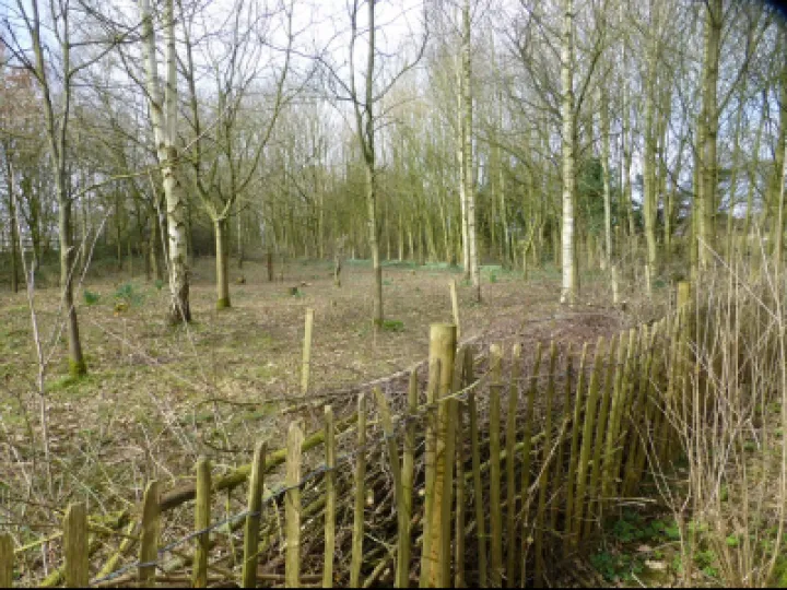 TCW Start Of Dead Hedge