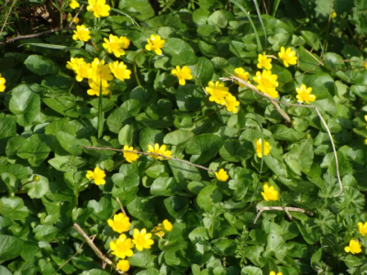 Lesser Celandine  2