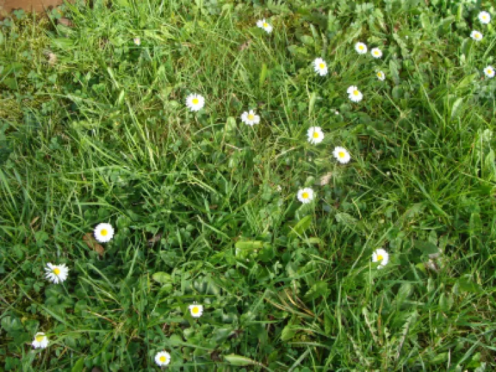 Daisies