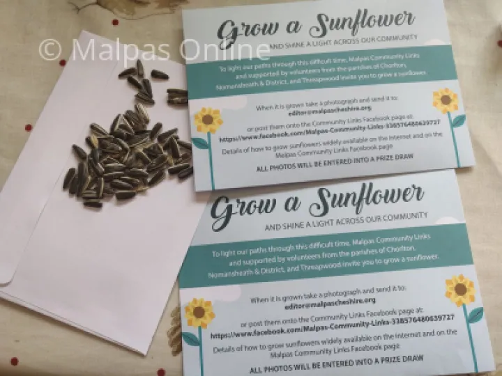 Grow a Sunflower