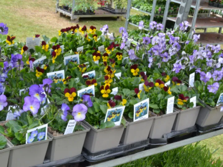 PlantSale2022 05 01 14