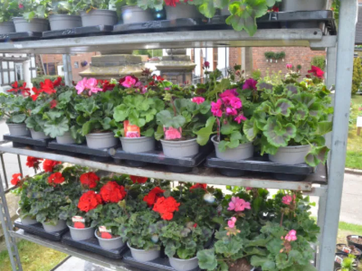 PlantSale2022 05 01 17