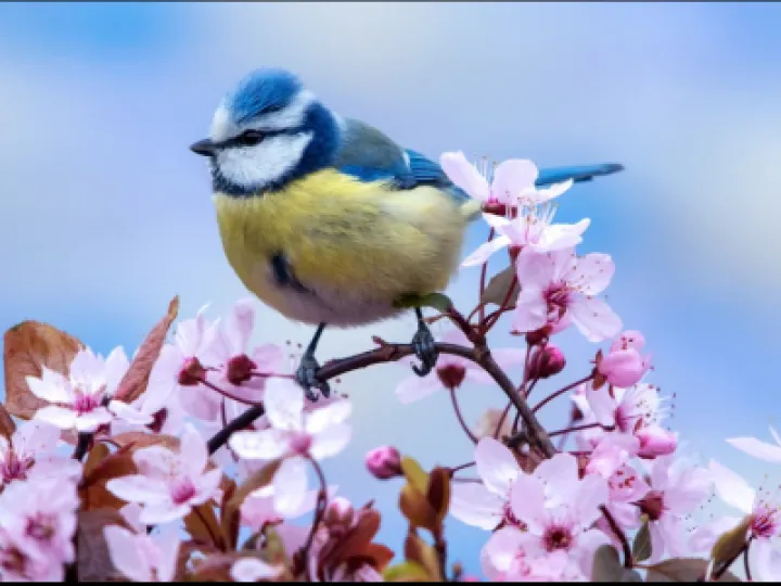Blue tit and blossom
