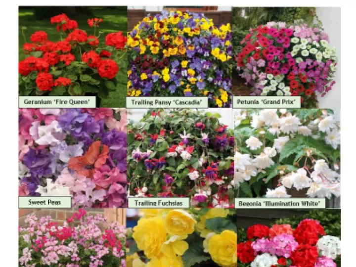 Bedding Plant Bonanza Flyer 09-05-21