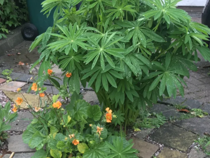 Lupin and Geum from Plant Sale