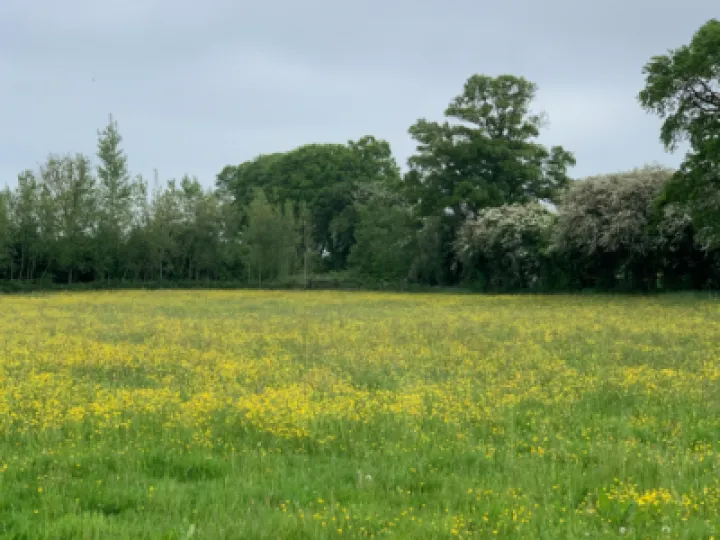 Wildflower Meadow