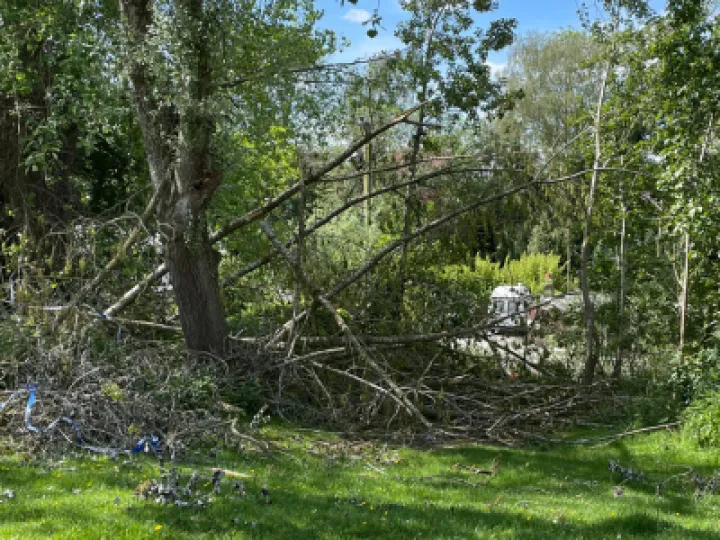 Fallen Trees