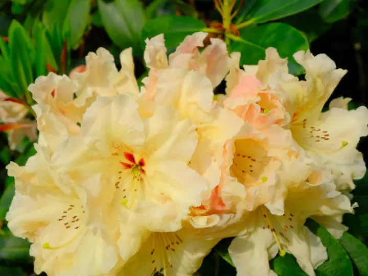 Rhododendron yakushimanum
