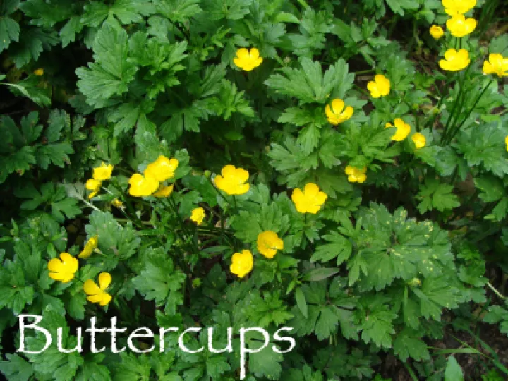Buttercups