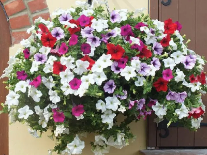 Petunia Surfinia 2_210623