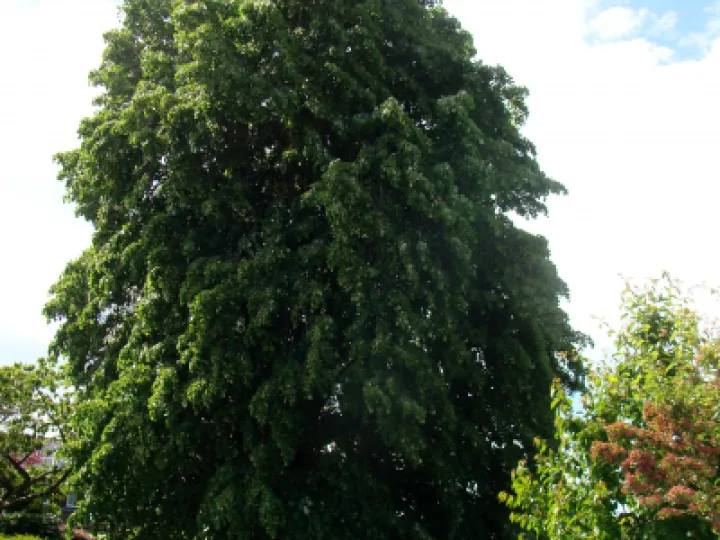 Lime Tree   Hallfields Road 2 (2)