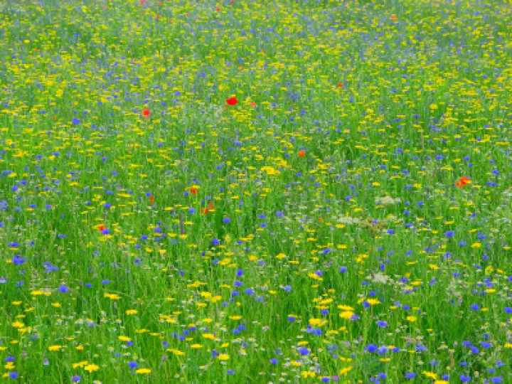 Wildflower Meadow