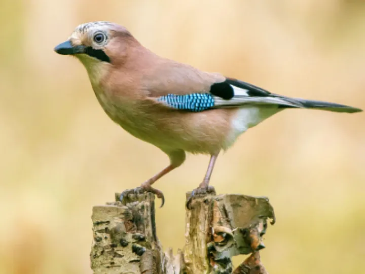 Jay garrulus glandarius Facing Left