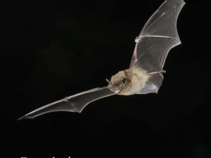Pipistrelle in flight