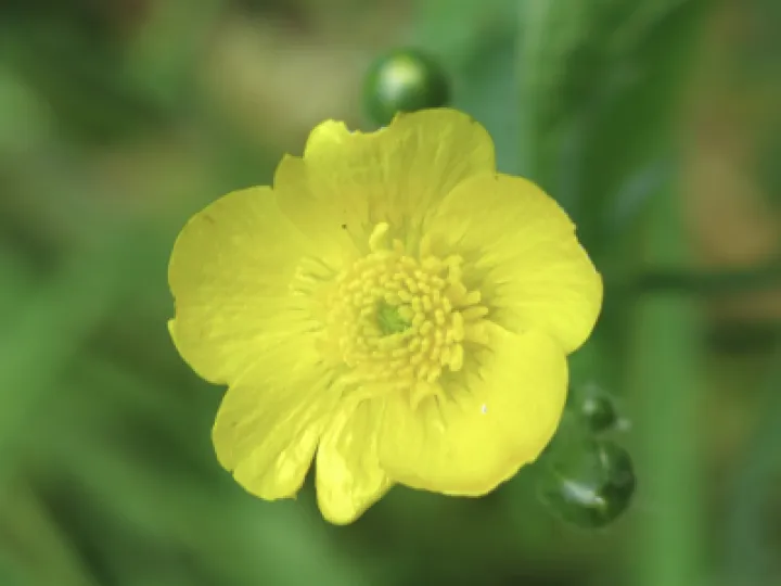 Woodland Walk 2021 3