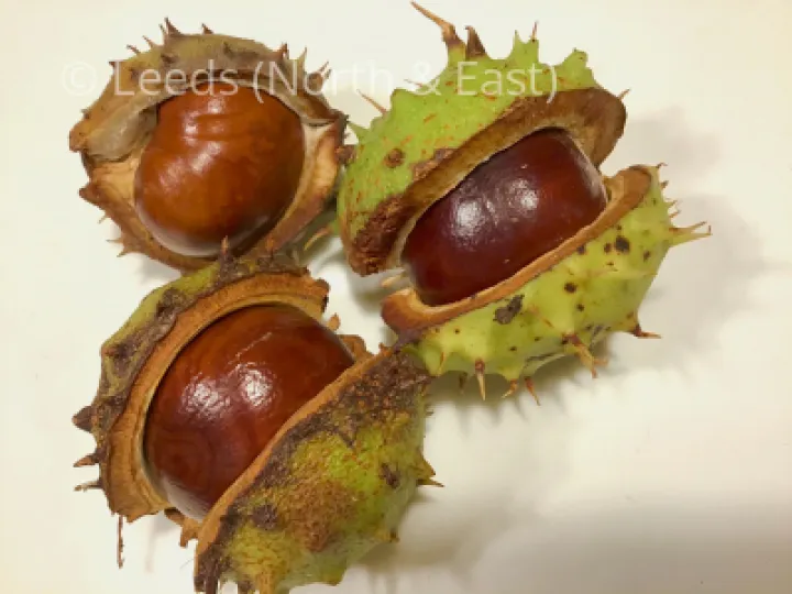 Conkers1