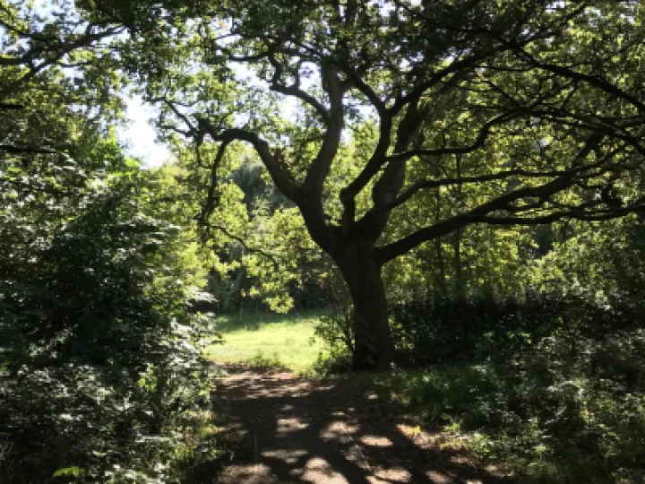 Bendy tree for Christmas PTA Calendar