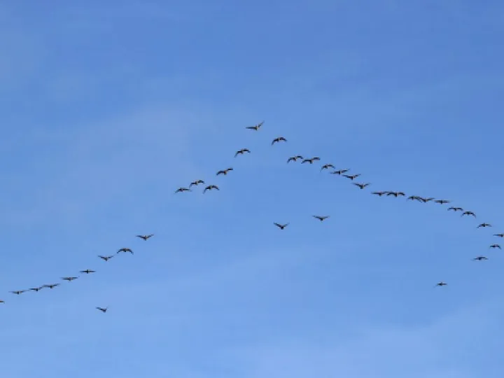 Pink-footed-geese