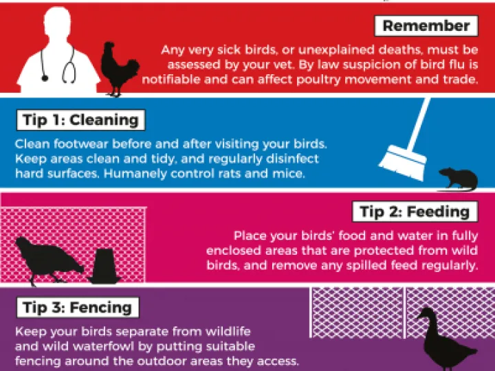 ai-birdflu-leaflet-1