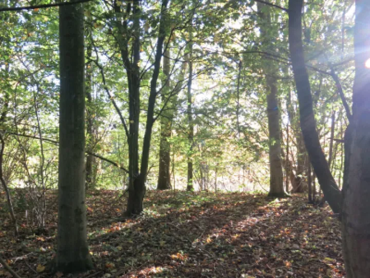 Woodlands Tarvin 2021 2