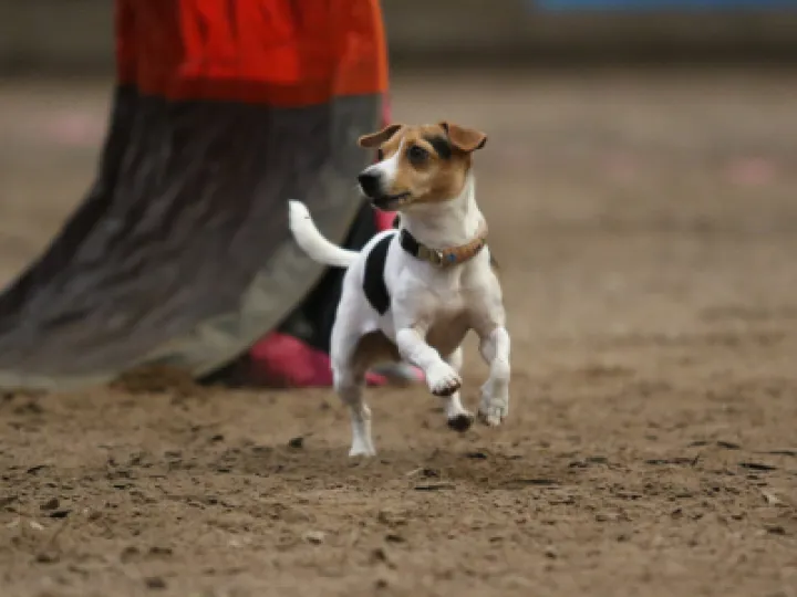 Dog running an agility course