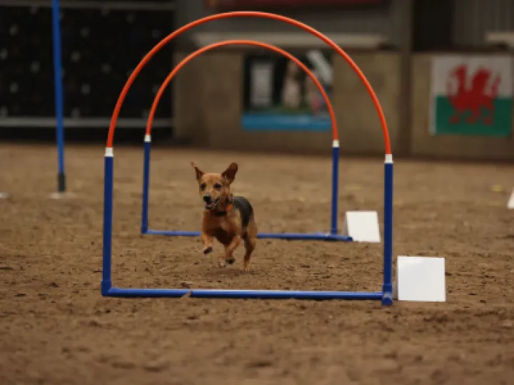 Dog running an agility course