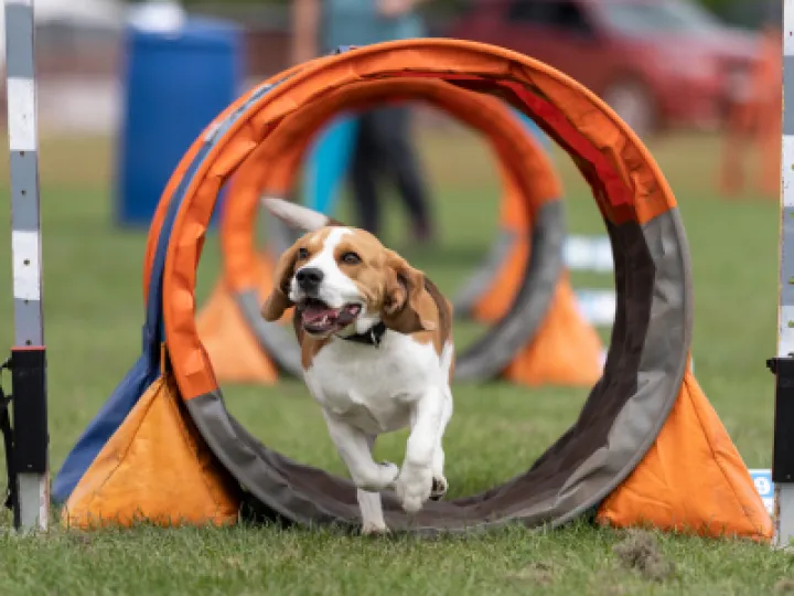 Small dog running through a tunnel