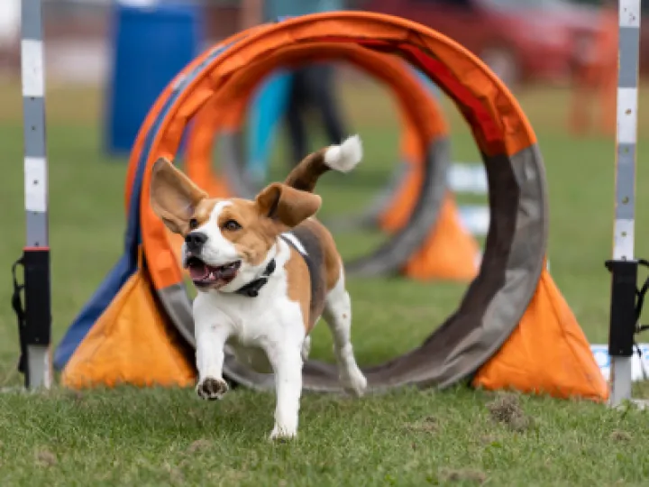 Small dog running through tunnels