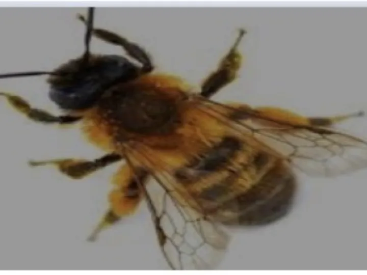 Mason Bee