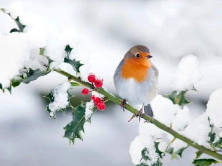 Robin on snoiwy holly branch