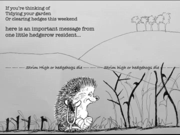 Hedgehogs and strimming