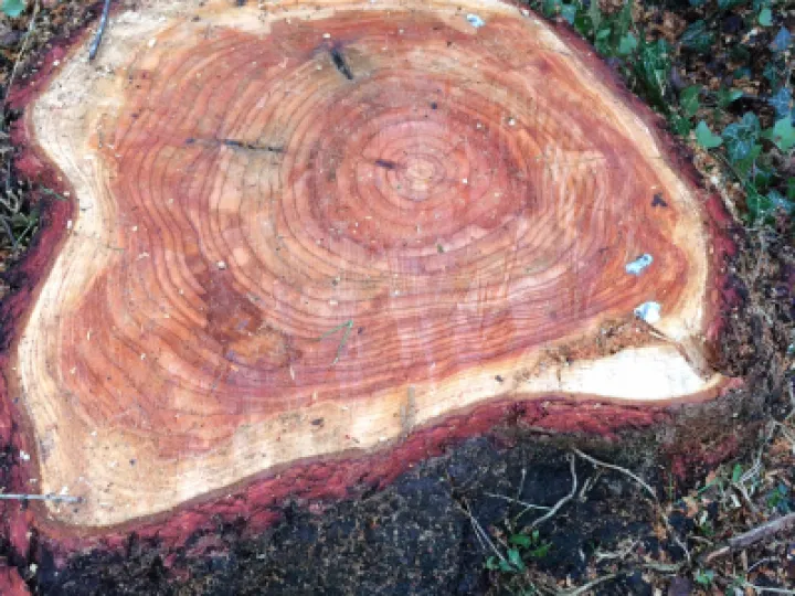 St Chads tree